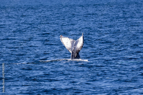 Humpback whale jout of the water. The whale is spraying water and ready to fall on its back. photo