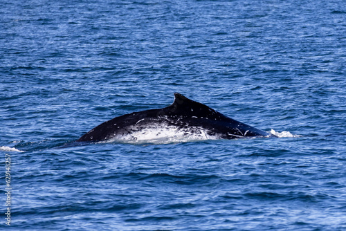 Humpback whale jout of the water. The whale is spraying water and ready to fall on its back.