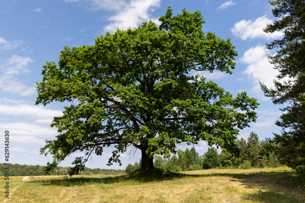 old tall oak with green foliage during drought