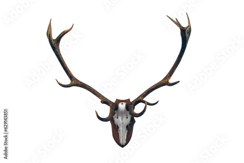 Deer skull with big horns trophy transparent