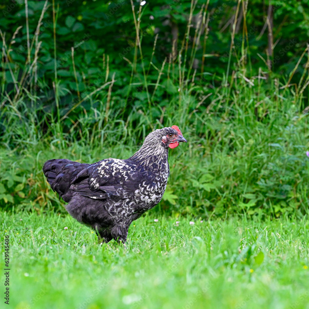 young rooster walking on grass and eating insects