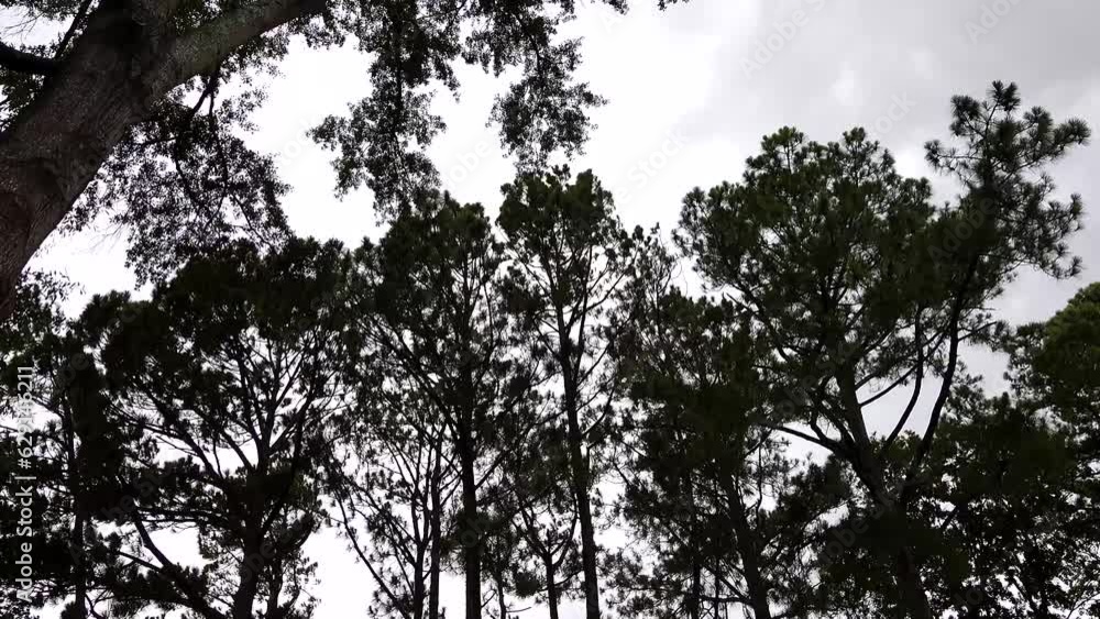 Broomes Island, Maryland USA Tree tops blowing in an imminent thunderstorm. Broomes Island, Maryland USA Tree tops blowing in an imminent thunderstorm.