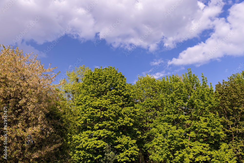 green foliage of deciduous trees in the spring season