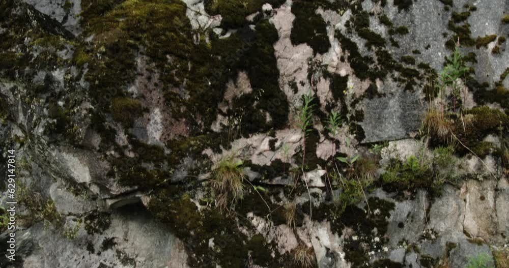 Mountains in Norway. Rocky cliff covered in bright green moss, lichens and small plants. Close-up. Mountains in Norway. Rocky cliff covered in bright green moss, lichens and small plants. Close-up.