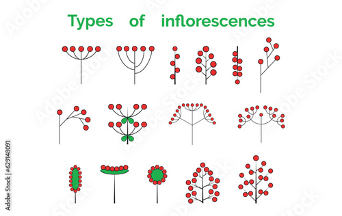 Inflorescence types. Set of vector illustrations. A visual aid for botany or biology lesson.