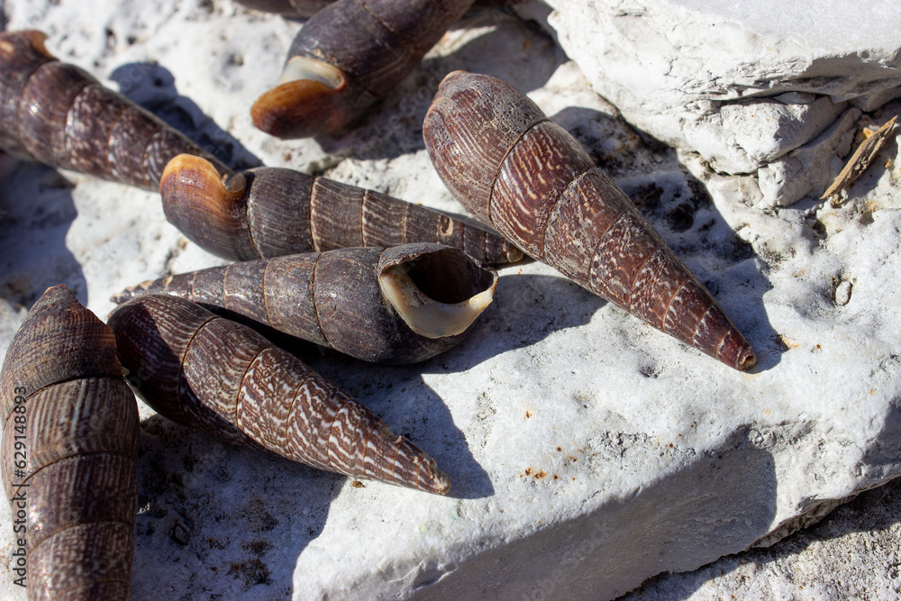 Faunus ater (devil's thorn) is a type of brackishwater snail with an