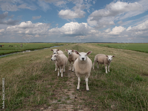 Sheep and lamb on a meadow in the Netherlands, Eemnes