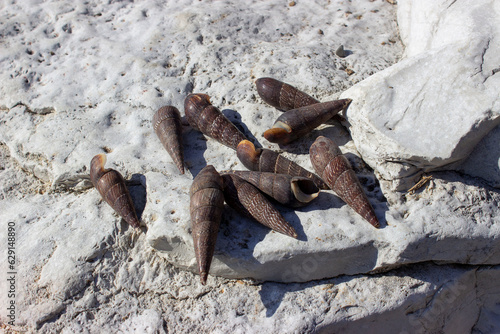 Faunus ater (devil's thorn) is a type of brackish-water snail with an operculum, an aquatic gastropod mollusk of the Pachychilidae family. Screw, elongated shell 4-8 cm. Dark brown or black. photo