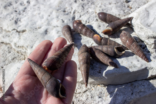 Faunus ater (devil's thorn) is a type of brackish-water snail with an operculum, an aquatic gastropod mollusk of the Pachychilidae family. Screw, elongated shell 4-8 cm. Dark brown or black. photo