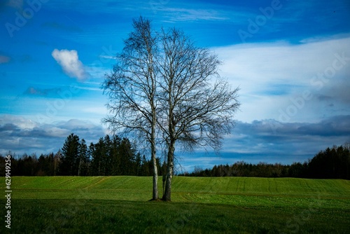 einsamer Baum