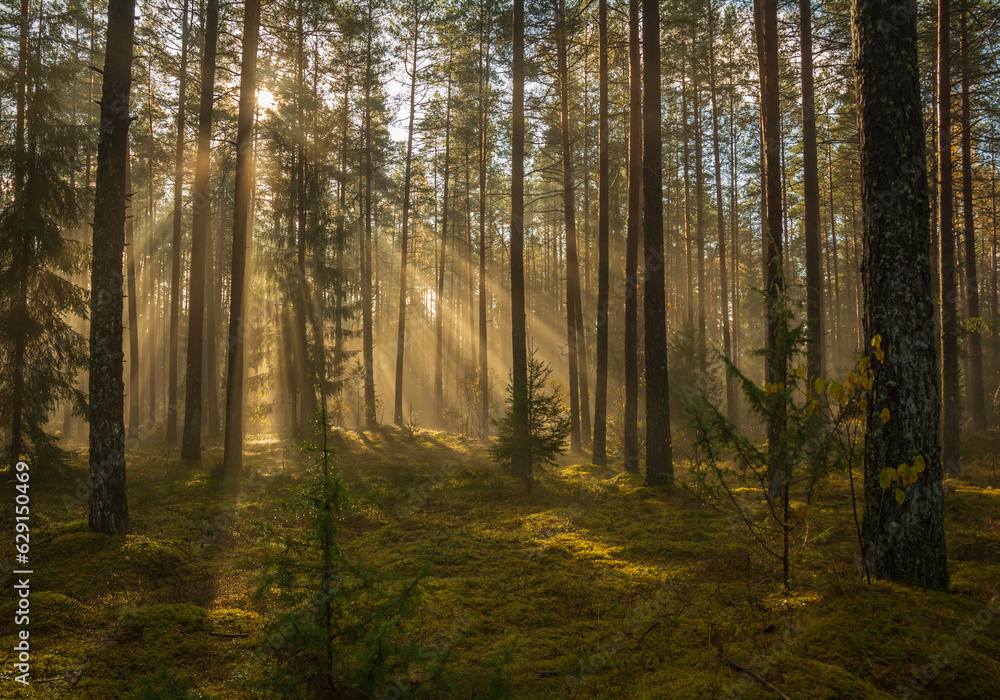 Early morning light in the forest. Early morning light in the forest.