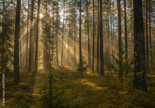 Early morning light in the forest.