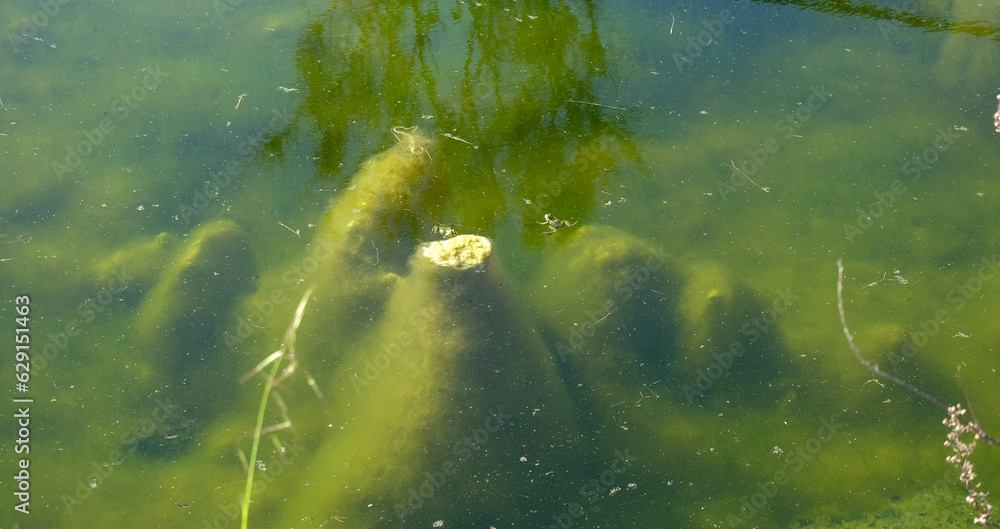 Obraz premium Frosch im tüben Tümpel bei Livorno in Italien