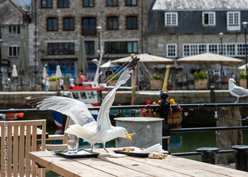 Seagull eating leftover food at seaside cafe