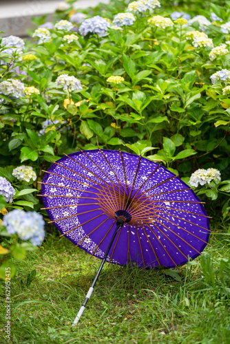 Japanese traditional oil paper umbrella and Hydrangea macrophylla flowering shrubs and bushes in the garden. Concept of Japanese culture. Kyoto  Japan.