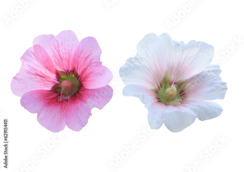 Hollyhock or Malvaceae or Alcea rosea linn flowers Collection of beautiful white-pink hollyhock flowers bouquet isolated on transparent background. 