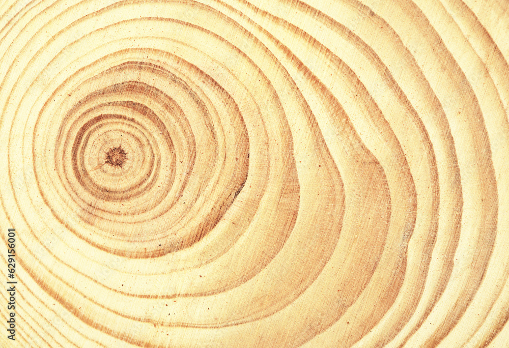 Fototapeta premium round cut through a trunk of a small tree with year rings visible
