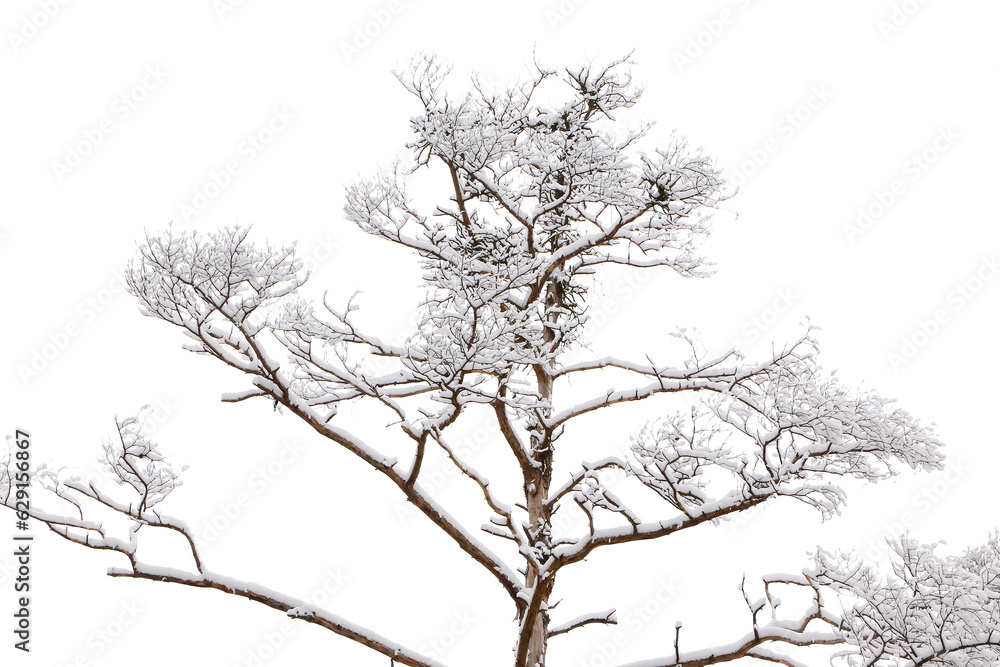 Schnee liegt auf den dünnen Zweigen von Bäumen