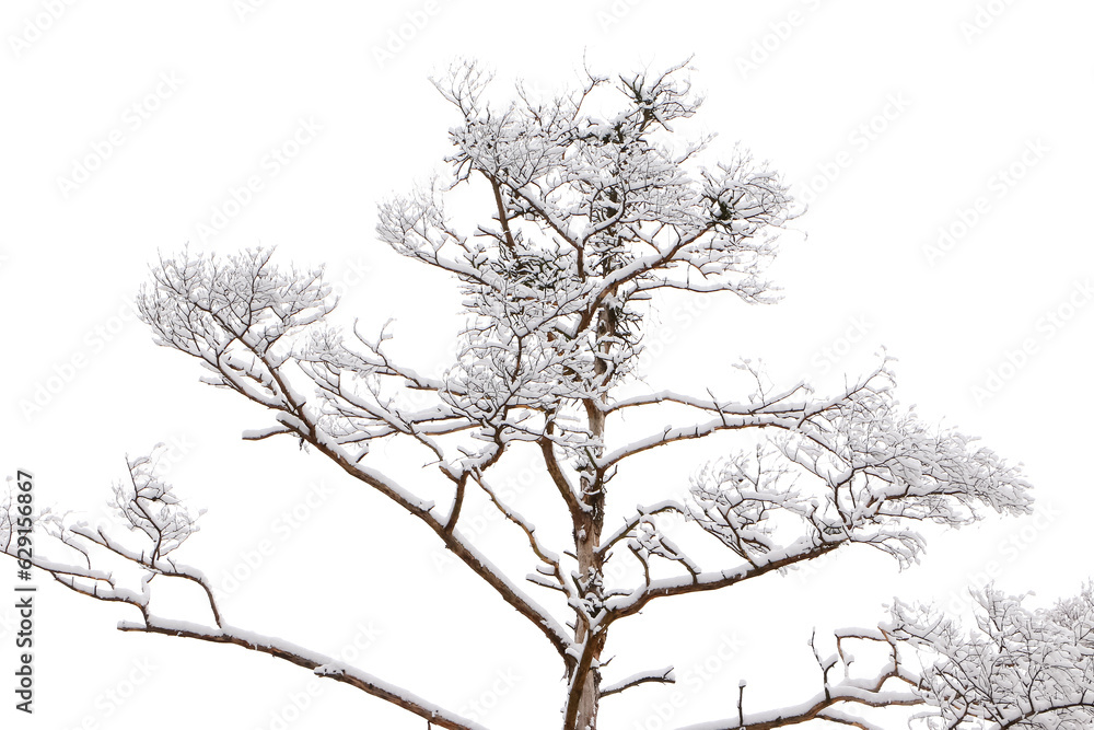 Schnee liegt auf den dünnen Zweigen von Bäumen Schnee liegt auf den dünnen Zweigen von Bäumen