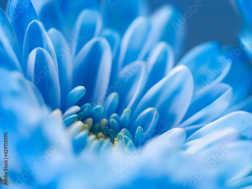 青いキク 青い花 青い菊 