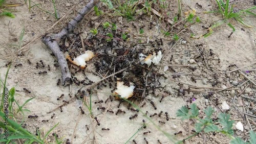 Crawling ants on the ground