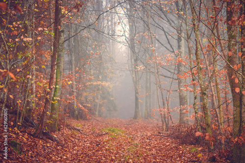 Autumn forest, romantic, misty, foggy landscape. Vintage looking nature photo with dramatic colors