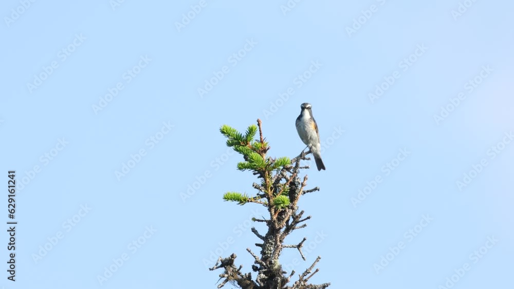 Colorful male Red-flanked bluetail singing on top of a Spruce in a Northern forest near Kuusamo, Finland Colorful male Red-flanked bluetail singing on top of a Spruce in a Northern forest near Kuusamo, Finland