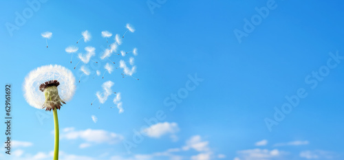 White dandelion seeds flying in the air, clear sky background, banner with empty copy space on side. Generative AI