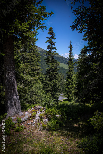View through fir trees from the big Scheidegg Mountain in Switzerland