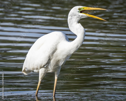 A Great Egret in water eating a fish