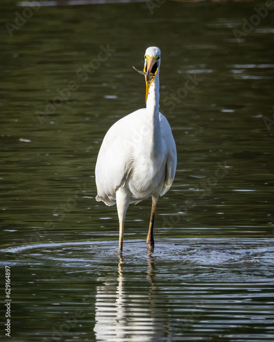 A Great Egret in water eating a fish, frontview