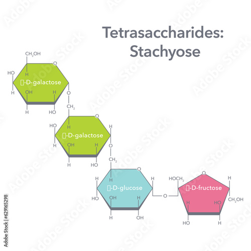 Tetrasaccharide Stachyose biochemistry vector illustration diagram graphic
