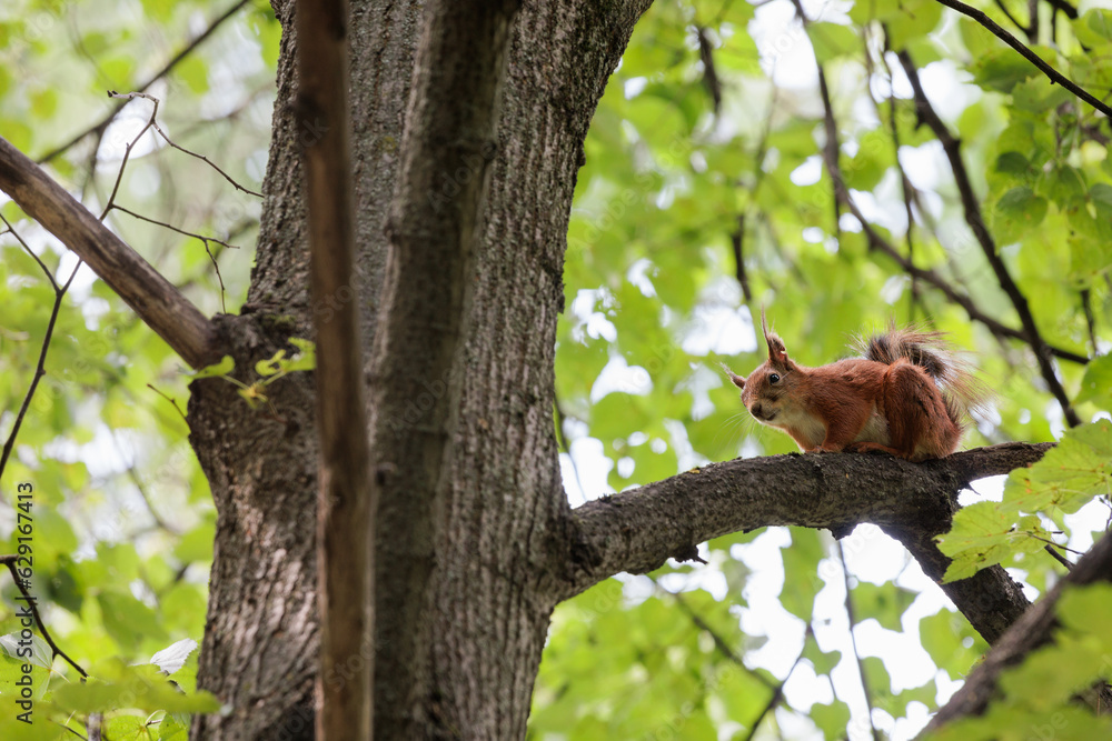 squirrel on tree squirrel on tree