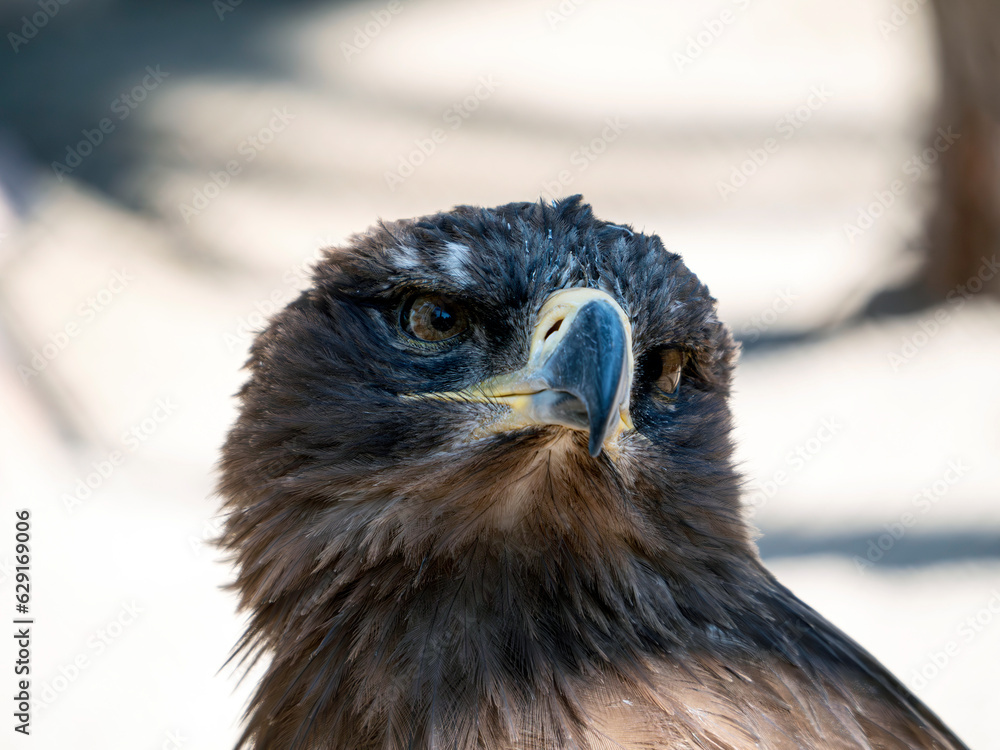 Fototapeta premium Head of a golden eagle. Close-up