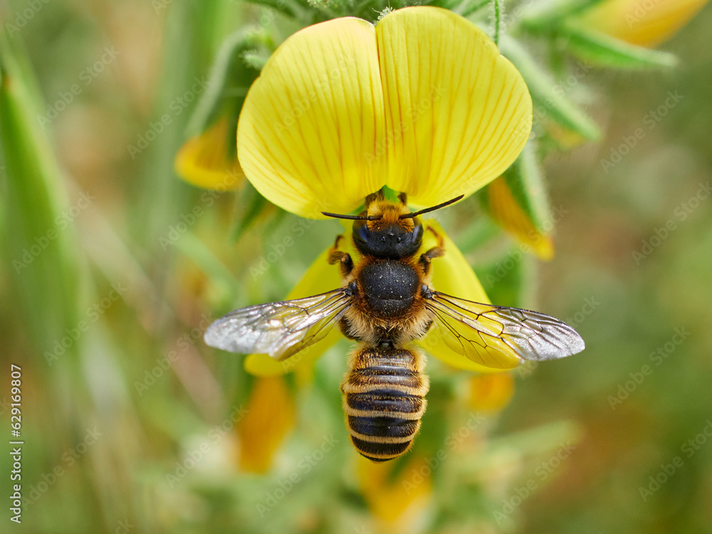 Leafcutter, Mortar, and Resin Bee. Genus Megachile Leafcutter, Mortar, and Resin Bee. Genus Megachile