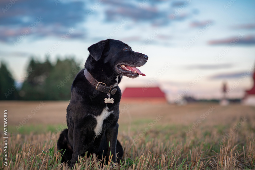 Portrait of a beautiful purebred black labrador outdoors.