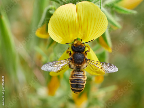 Leafcutter, Mortar, and Resin Bee. Genus Megachile © Macronatura.es