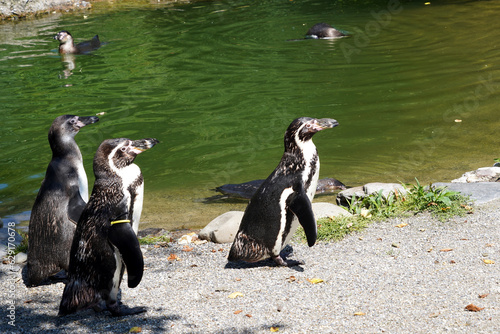Three Humboldt's penguins, in Latin called spheniscus humboldti standing on lake shore and are looking in the same direction in front of them. They are captured in profile. Some penguins are swimming.