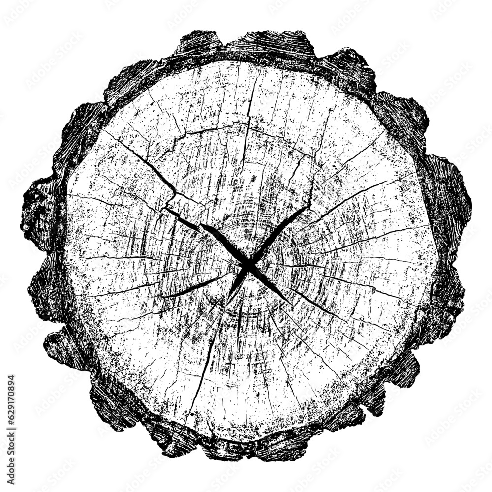 Wood texture cross section of tree rings. Cut slice of wooden stump isolated on white. Textured surface with rings and cracks. Black background made of hardwood from the forest. Vector illustration.