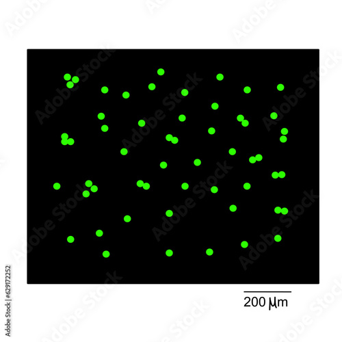 The resulting image of cell staining with fluorescence that shows the living cell in target sample.