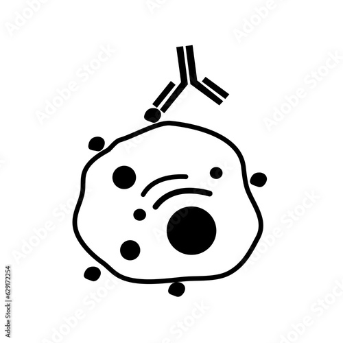 The specific antibody was binding the target cell via protein markers on the cell surface. photo