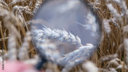 An agronomist inspects the wheat crop. Yellow ear of corn with ripe wheat grains close-up.  photo