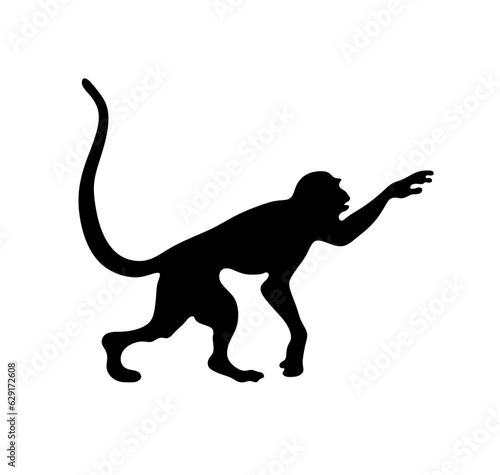 Vector isolated one single walking monkey macaque with long tail and paw side view colorless black and white outline silhouette shadow shape