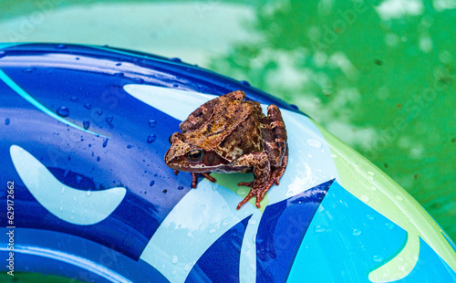 Wallpaper Mural frog in the pool Torontodigital.ca