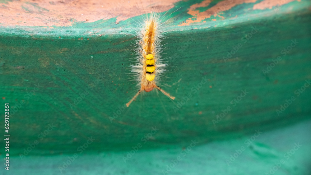 The yellow caterpillar, Orgyia definita, is crawling.