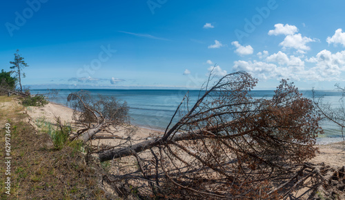 Fototapeta Naklejka Na Ścianę i Meble -  Fallen pine trees at the Baltic sea coast.