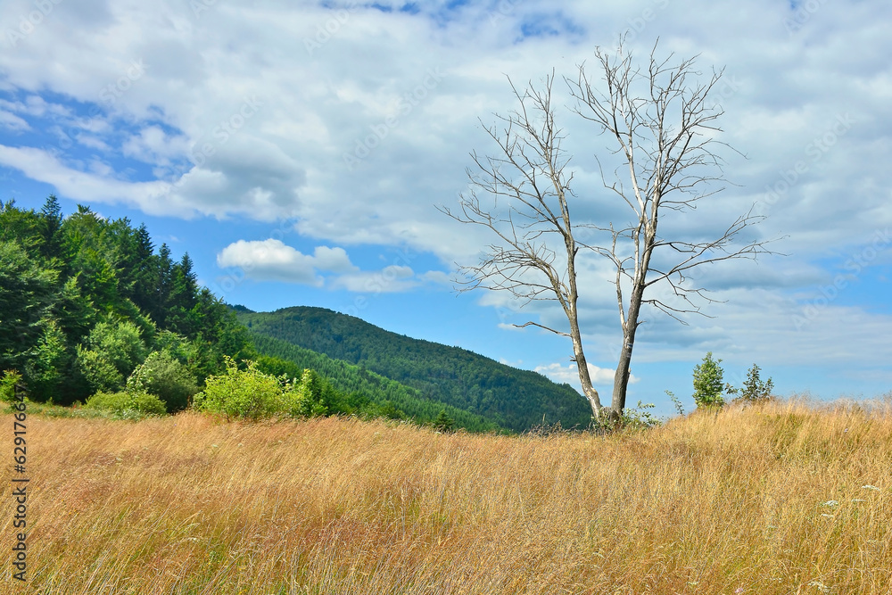 Dead tree in the mountains on a sunny summer day