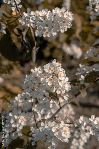 bird cherry flowers