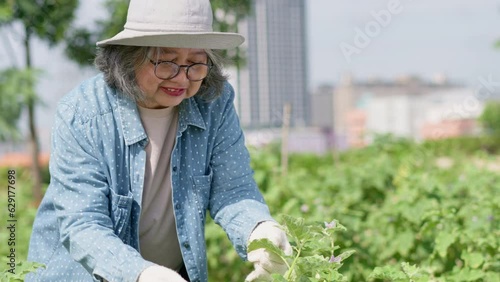 Portrait of a happy old age woman and retirement and gardening and growing plants in a garden center near the city. Outdoor hobby and healthy activity. Lifestyle and hobby for retirement