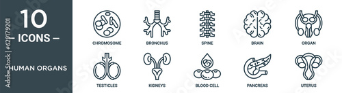 human organs outline icon set includes thin line chromosome, bronchus, spine, brain, organ, testicles, kidneys icons for report, presentation, diagram, web design